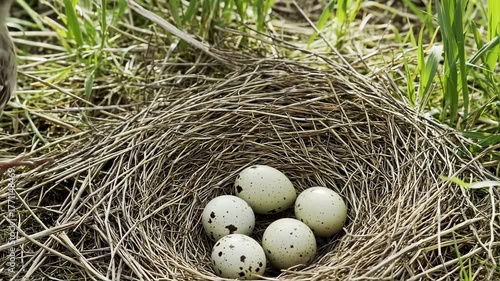 A Bird's Nest Filled with Eggs in its Natural Habitat with a Bird