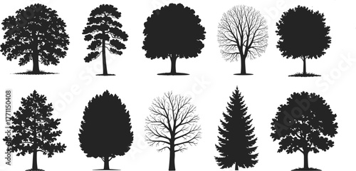 Flat vector silhouette illustration of diverse tree shapes, botanical variety, foliage structure, seasonal growth, nature elements, forest design, landscape art