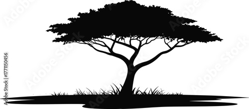Flat vector silhouette illustration of acacia tree with wide canopy, thick trunk, grassy ground, nature element, savanna landscape, environment, shadow