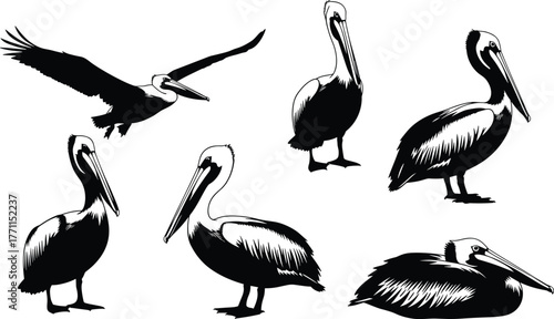 Pelican silhouette vector, bird pose illustration, flying and standing pelican design, wildlife graphic art, cad drawing flat vector illustration