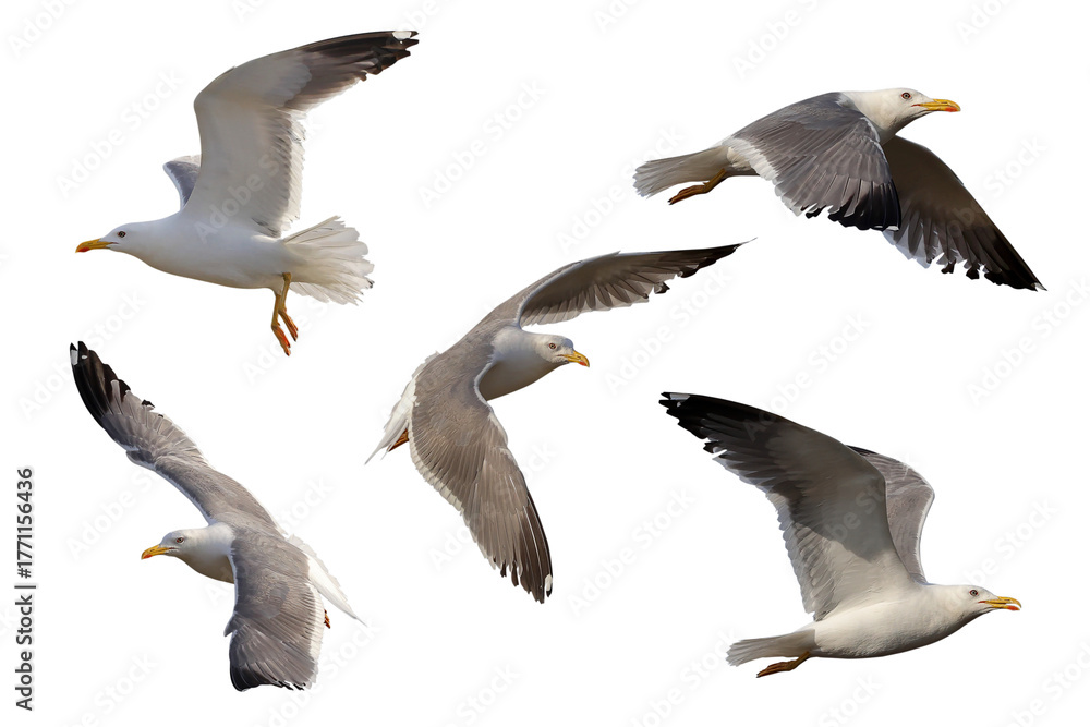 Fototapeta premium Collage of five Heuglin's Gulls flying isolated on transparent background png file