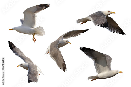 Collage of five Heuglin's Gulls flying isolated on transparent background png file