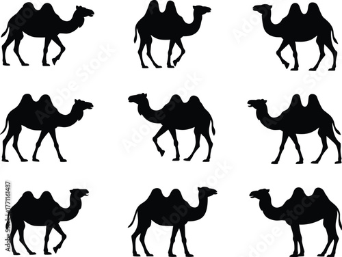 Silhouette collection of Bactrian camels walking in desert, black animal shapes, wildlife illustration, caravan pattern, exotic travel, nature background
