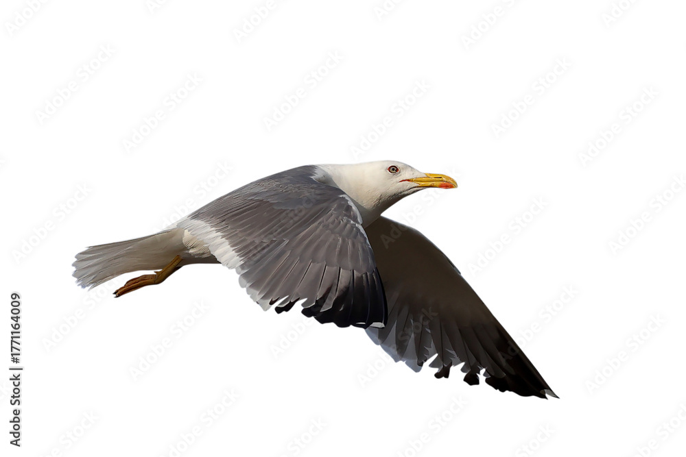 Obraz premium Heuglin's Gull flying isolated on transparent background png file