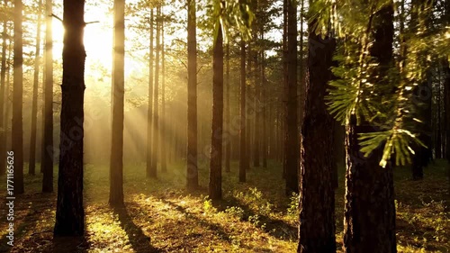 Sun rays piercing through towering pine branches in a forest, casting moving light and shadow patterns outdoors, serene, peaceful