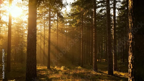 Sun rays piercing through towering pine branches in a forest, casting moving light and shadow patterns outdoorscenery, motion, woods