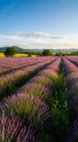 Expansive field of blooming lavender under a vibrant blue sky with rolling green hills