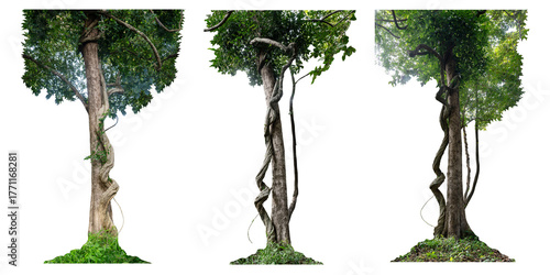 Forest tree trunks with climbing vines twisted liana plant and green leaves  isolated on white background, clipping path included.