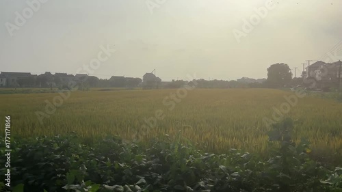 夕暮れに包まれたアジア農村と広大な田園風景