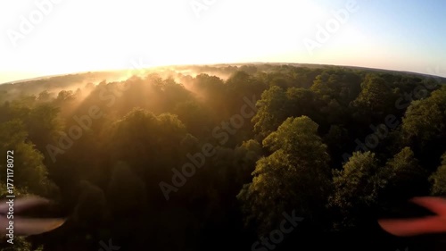 A drone flies forward over a misty forest at sunrise, revealing ancient trees conservation, peaceful, majestic