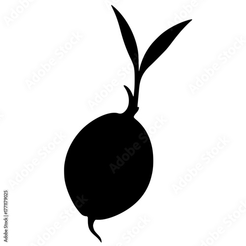 Silhouette of coconut seedlings