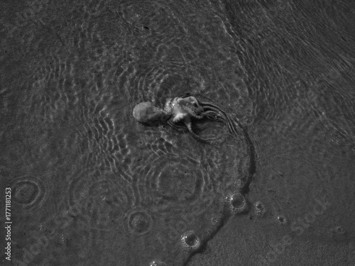 Octopus black and white 