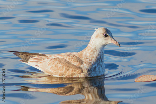 A young common gull swims in the clear water of a lake.