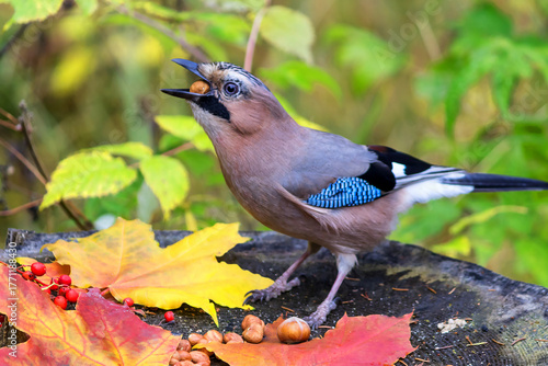 A jay bird on a stump in the forest feeds on a peanut.