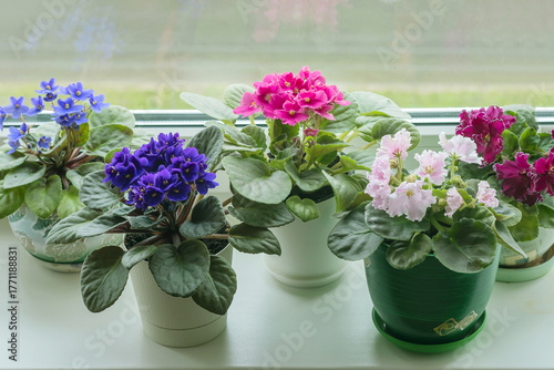 Blooming perennial multi-colored violets on a home windowsill.