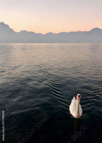 tranquil lake with swan and mountains