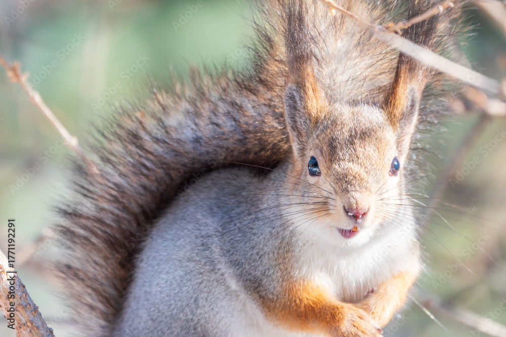 Obraz premium The squirrel sits on a branches without leaves in the winter or autumn