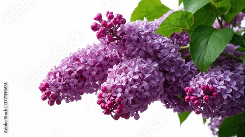 Lilac Flowers in Bloom: Vibrant Purple Petals and Green Leaves for a Springtime Botanical Garden Background