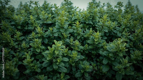 Vibrant Greenery and Leafy Plants in Nature's Foliage: Close-up of Botanical Hedge and Bushes for Sustainable Urban Gardening and Fresh Home Garden Landscapes
