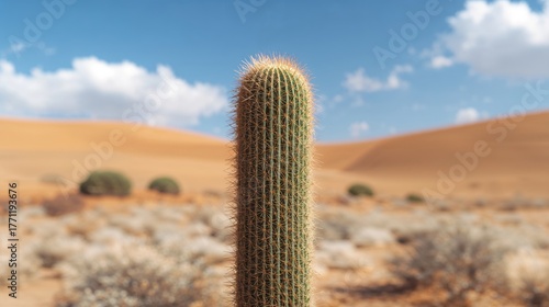 Cactus and Agave Plants in Arid Desert Landscape: Stunning Close-Up of Green Flora and Blue Sky with Clouds and Sunlight