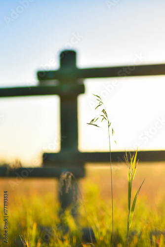 Dreamy Fence Post with yellow flowers

