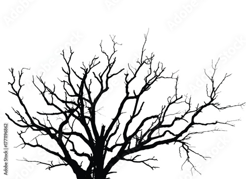 Silhouette of bare tree with branches isolated on white. Black and white vector illustration
