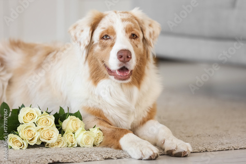 Australian Shepherd dog wit...