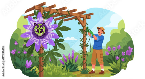Enchanting passion flower in garden with trellis maintained by a young gardener