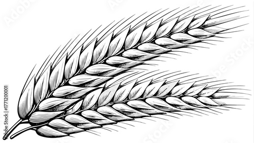 Elegant wheat stalks detail ready for your design, agriculture and harvest themes, representing growth and prosperity, great for logos and branding projects