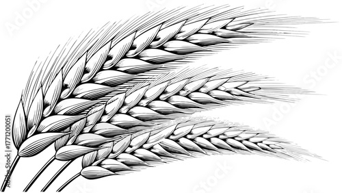 Detailed wheat stalks artwork for branding, illustration, or farming concepts; evokes nature, harvest, and rustic charm, ideal for agriculture themes