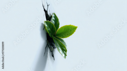 Green leaf growing through ...