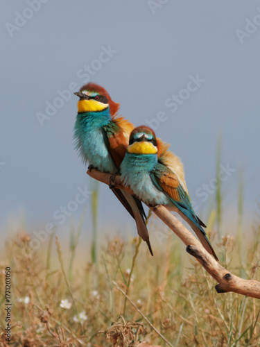 PAREJA DE ABEJARUCOS MEROPS APIASTER