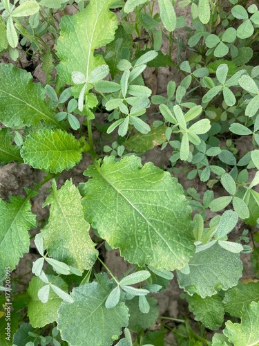 A verdant patch of various types of leaves, highlighting intricate textures, subtle shades of green, and the lush, natural beauty of the plant life.