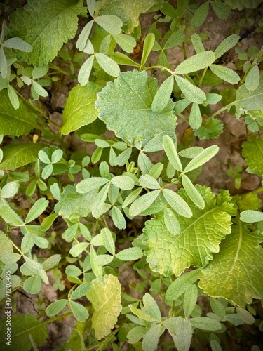 Close-up on verdant plant life, showcasing various leaf forms and textures with an eye-level perspective, evoking the beauty and detail of nature.