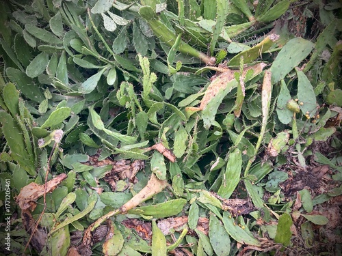 A close-up view of lush green plants with textured leaves and hints of subtle variations, a vibrant depiction of botanical forms.