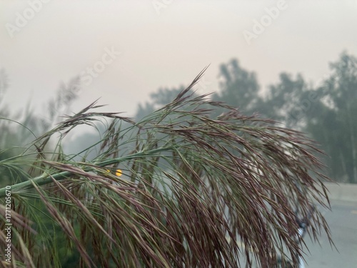 a vibrant reed plant with its feathery seed heads swaying in the breeze, with soft-focus trees in the background, a tranquil, peaceful vibe.