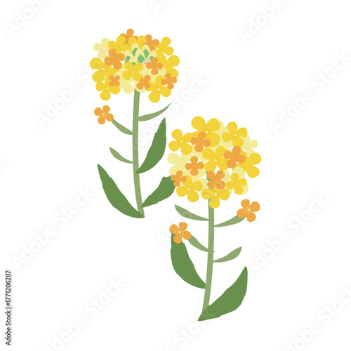 シンプルな菜の花のイラスト