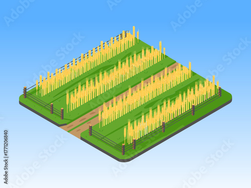 Grain crop rows, golden wheat field with furrow paths, blue sky horizon, modern agriculture concept, isometric farmland vector