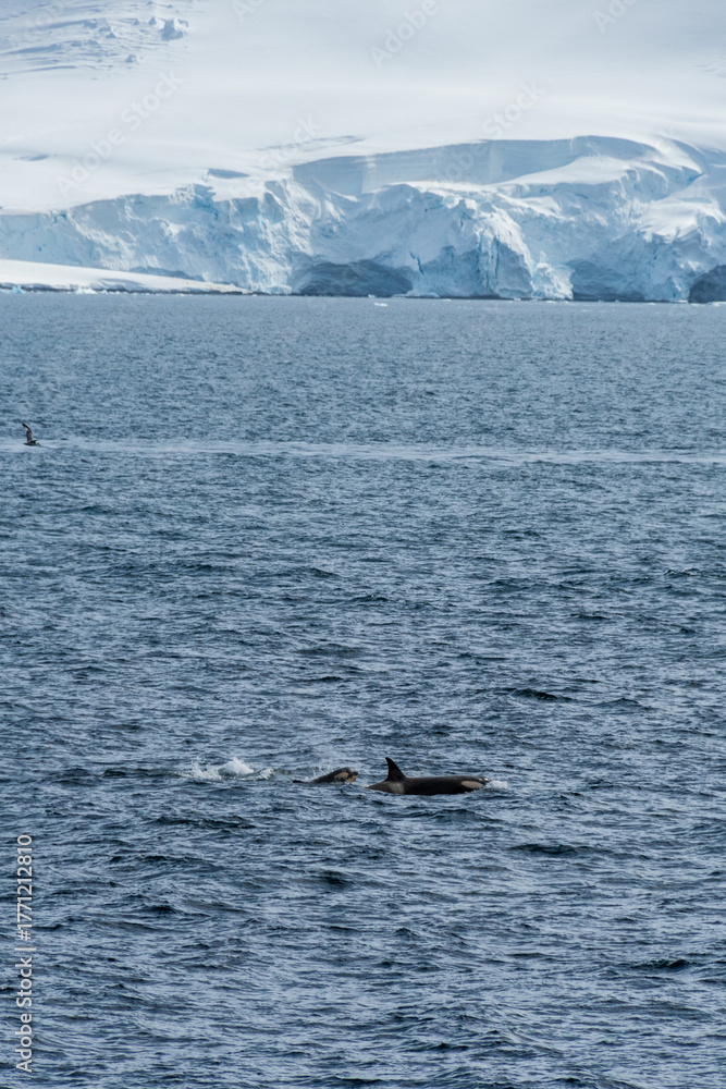 Fototapeta premium Close-up of a killer whale, Orcinus orca, swimming in the waters of the Antarctic peninsula, near Anvers Island.