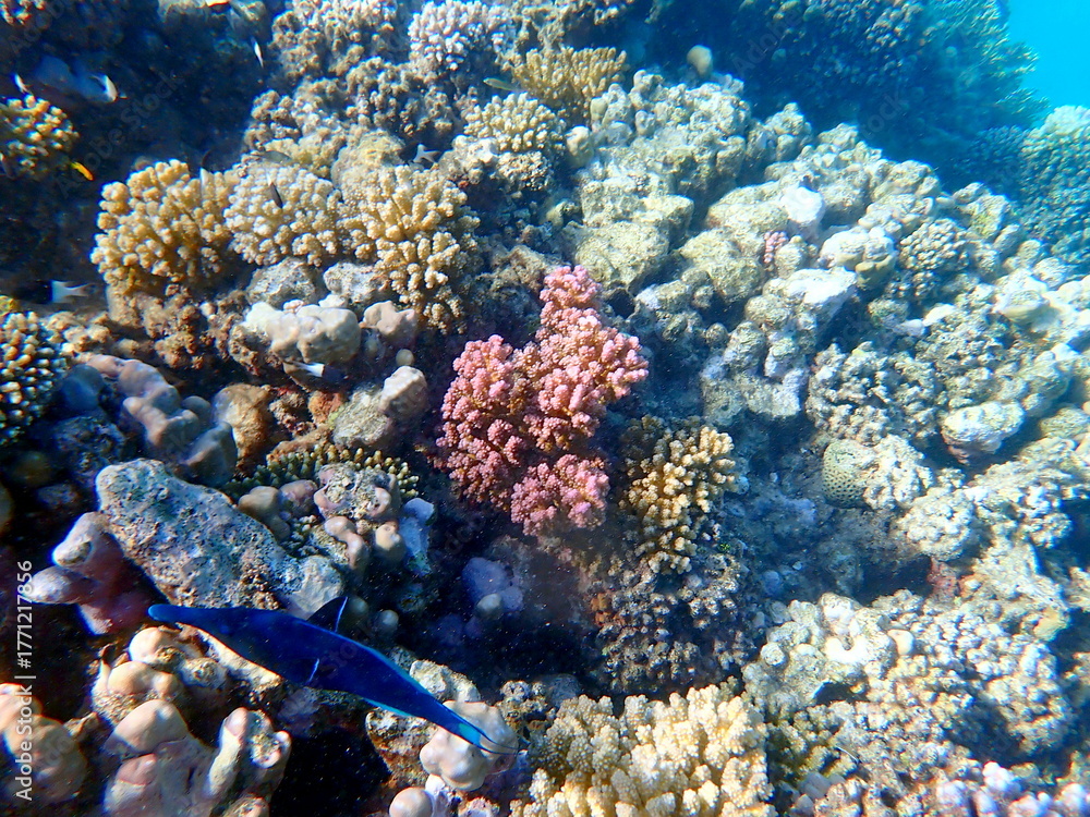 Fototapeta premium Dark blue bird wrasse swimming over coral reef