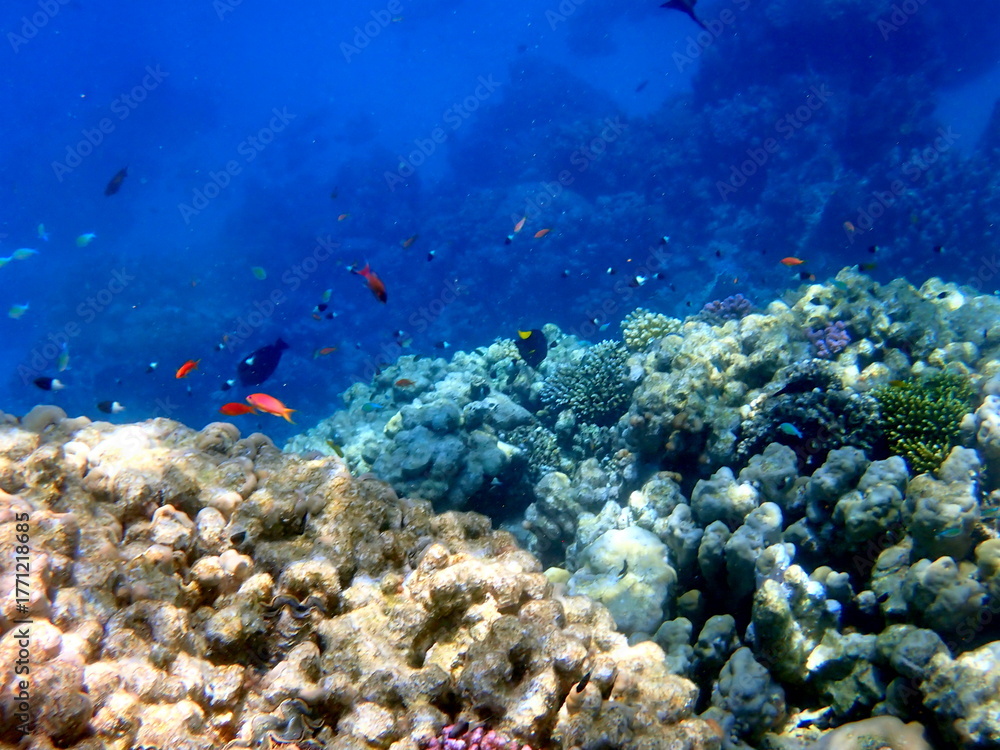 Naklejka premium Vibrant shallow coral reef teeming with small fish