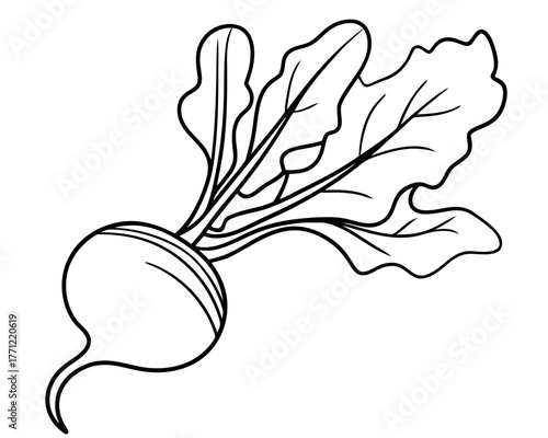 Vector illustration drawing of an beet plant food design and symbol art