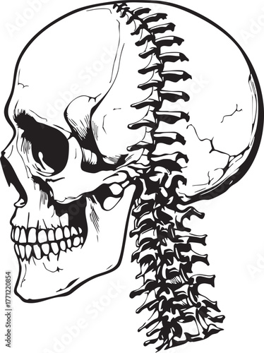 Side view of skull with cervical vertebrae, black and white anatomical vector for medical, educational, and editorial campaigns
