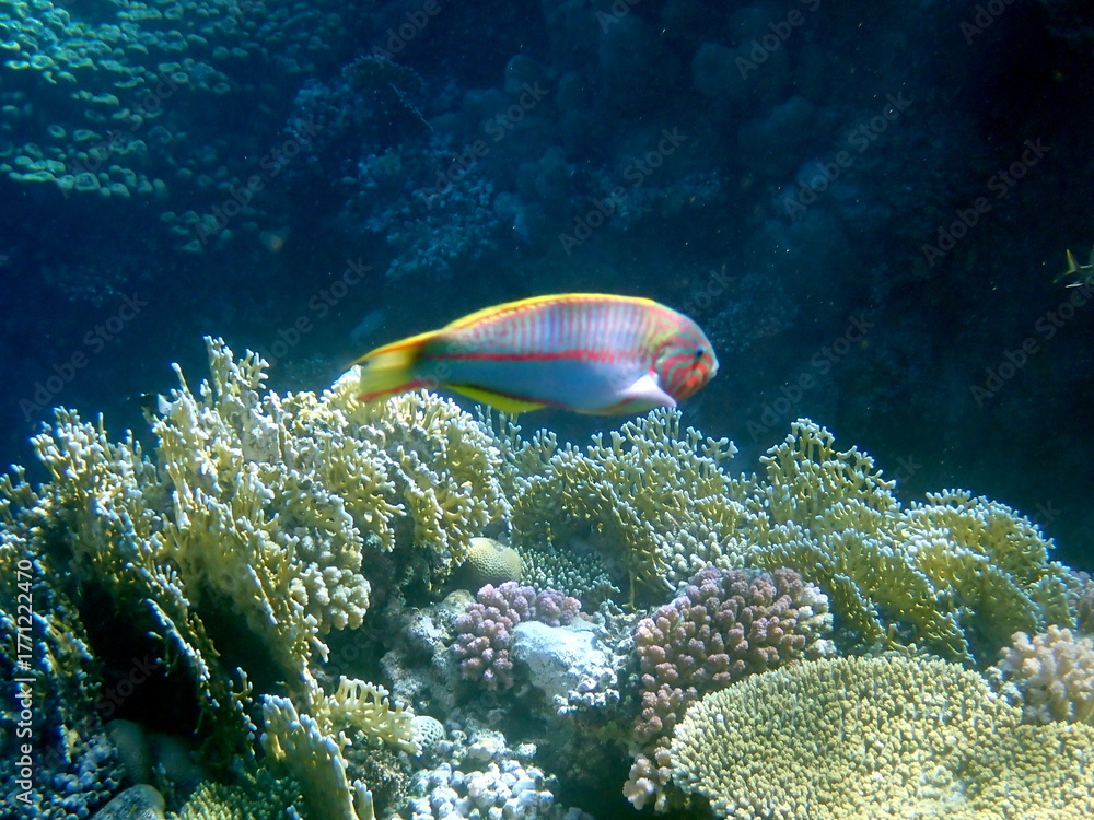 Obraz premium Wrasse with red stripes over yellow coral reef