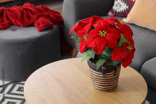 Christmas plant poinsettia ...