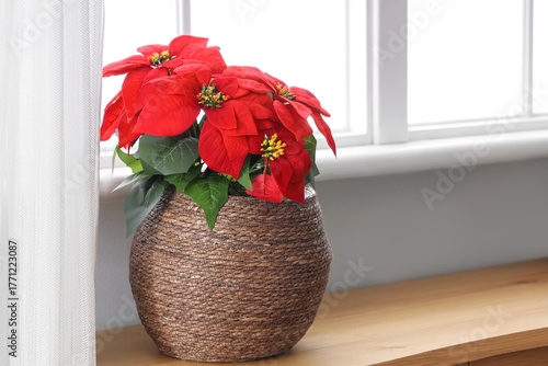 Christmas plant poinsettia ...