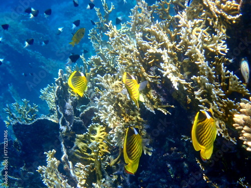 Schooling yellow striped butterflyfish over coral reef