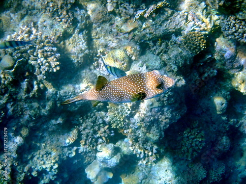 White spotted puffer fish over dark coral