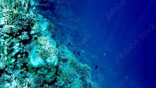Vibrant shallow coral reef teeming with small fish