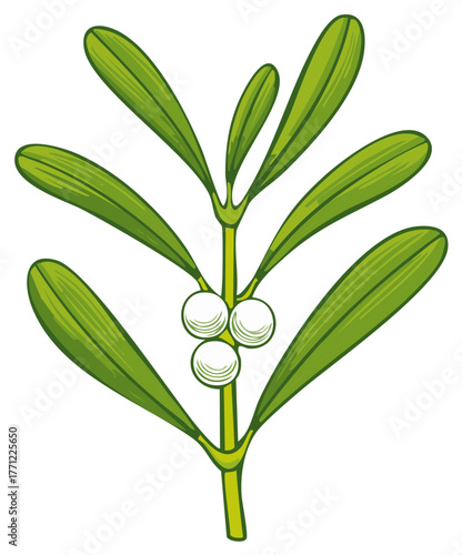 Christmas mistletoe sprig with green leaves and white berries illustration